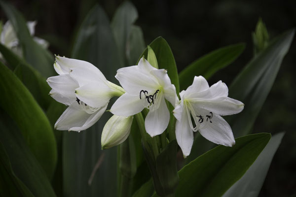 Talamanca reserve - Witte eierlelie - Crinum jagus