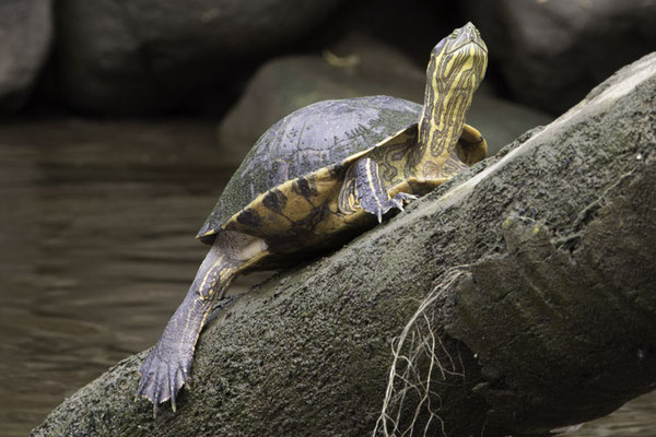 Sierpe - geelwangschildpad - Trachemys scripta troostii