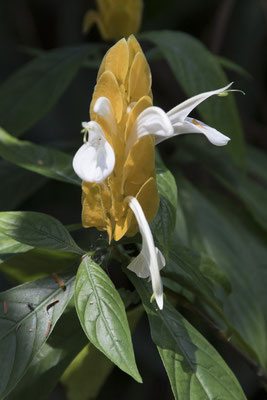 Bogor - lollyplant - Pachystachys lutea