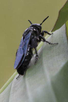wesp - Austroscolia soror