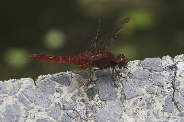 Nagasaki - Glover garden libelle - Crocothemis erythraea