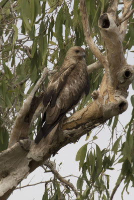 Cahills Crossing - wigstaartwouw - Heliastur sphenurus
