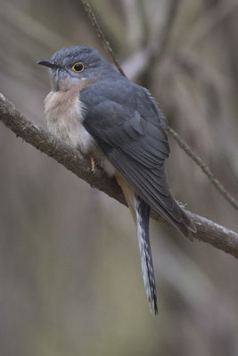 Stevenson Falls - waaierstaartkoekoek - Cacomantis flabelliformis