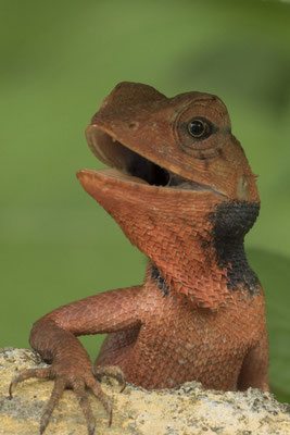 My Son - bloedzuiger hagedis - Calotes versicolor