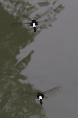 Kanazawa - libelle - Pseudothemis zonata