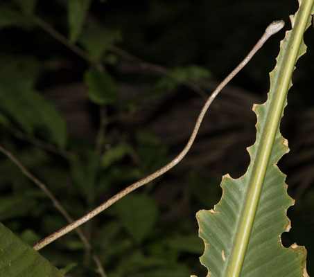 Tortuguero - Westeljke boomslang - Imantodes inornatus