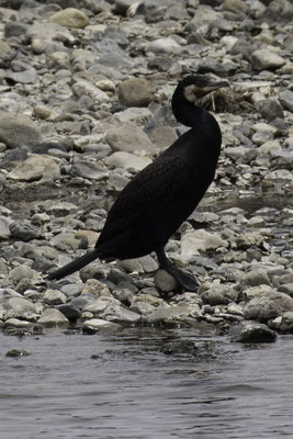 Kyoto - bamboebos aalscholver - Phalacrocorax carbo