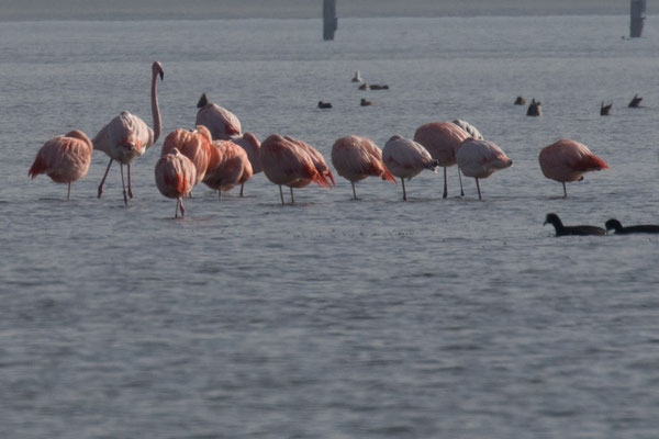 Flamingo's in Nederland 1
