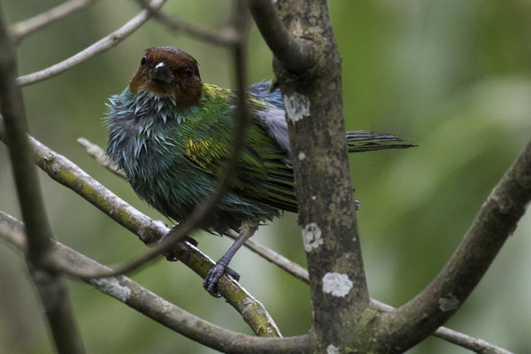 Talamanca reserve - okerkaptangare - Tangara gyrola