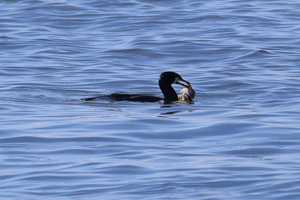 Aalscholver - Phalacrocorax carbo met donderpad - Myoxocephalus scorpius