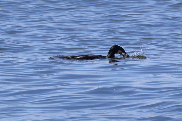 Aalscholver - Phalacrocorax carbo met donderpad - Myoxocephalus scorpius
