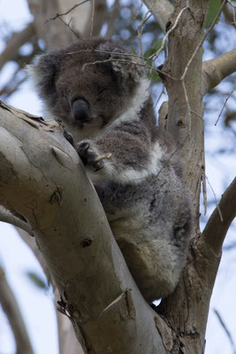 Koala - Phascolarctos cinereus