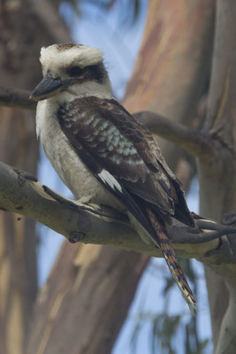 NP Great Otway - Kookaburra - Dacelo novaeguineae