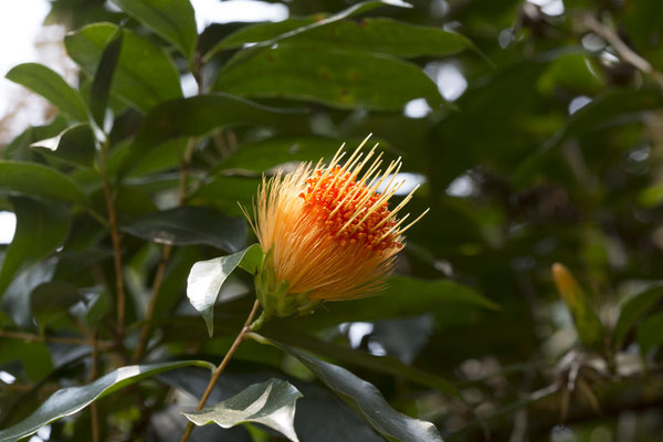 Bogor - Stifftia chrysantha