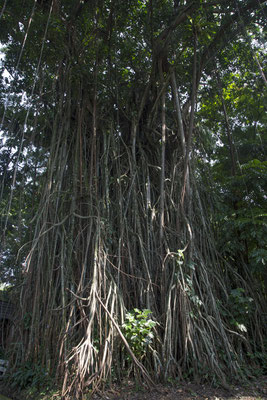 Bogor - rubberboom - Ficus elastica