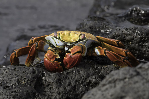 Las Brachas Beach - Rode rotskrab - Grapsus grapsus