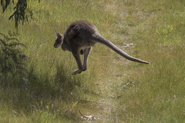 NP Great Otway - grijze kangoeroe - Macropus giganteus