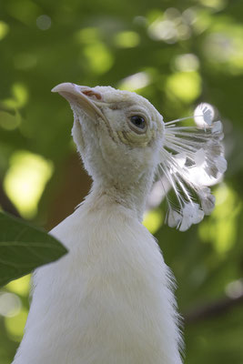 witte pauw - Pavo cristatus mut alba