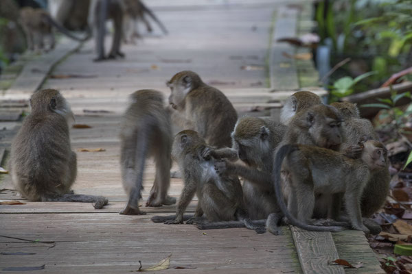 krabbenetende makaak - Macaca fascicularis