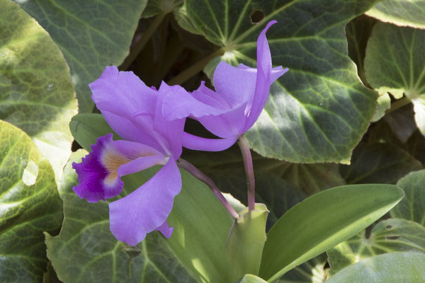 Bogor - orchidee - Guarianthe skinneri