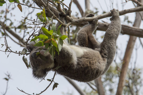 Koala - Phascolarctos cinereus
