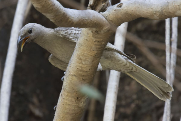 Nourangi - grijze prieelvogel - Chlamydera nuchalis