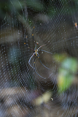 spin - Nephila pilipes