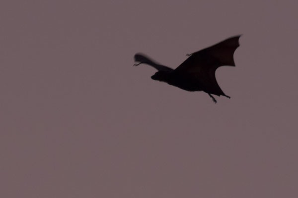 Kalong eiland - kalong - Pteropus vampyrus