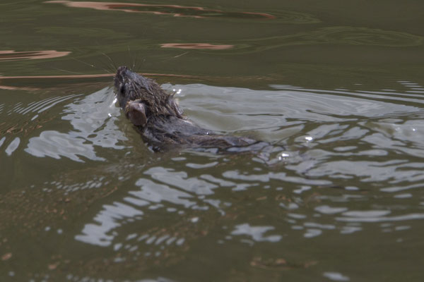 Tam Coc - Ngô Đồng rivier rijstrat - Rattus lossea