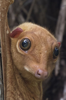 Maleise vliegende kat - Galeopterus variegatus
