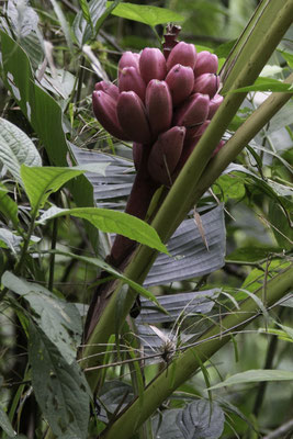 Talamanca reserve - Roze dwergbanaan - Musa velutina