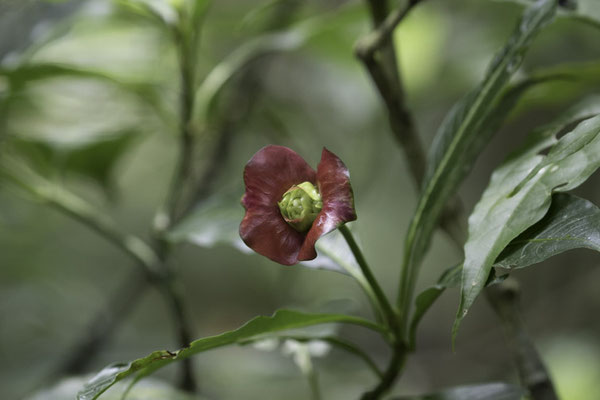 Monteverde - Palicourea elata