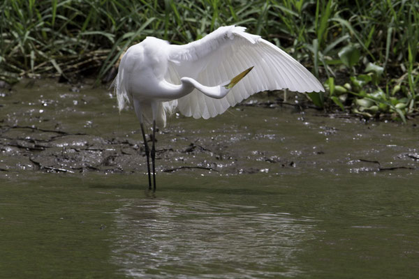 Sierpe - Grote zilverreiger - Ardea alba