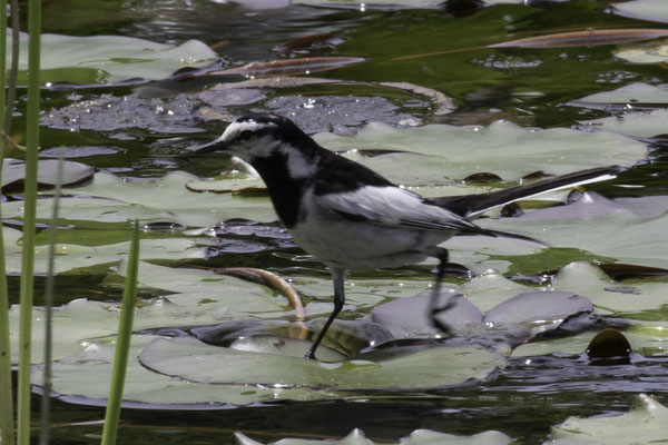 Kanazawa kasteel - Japanse kwikstaart - Motacilla grandis