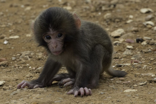 Kyoto Iwatayama Japanse makaak - Macaca fuscata
