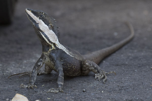 Darwin - agaam - Tropicagama temporalis