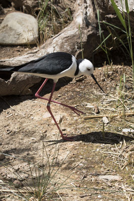 Alice Springs - Dessert park - Australische steltkluut - Himantopus leucocephalus