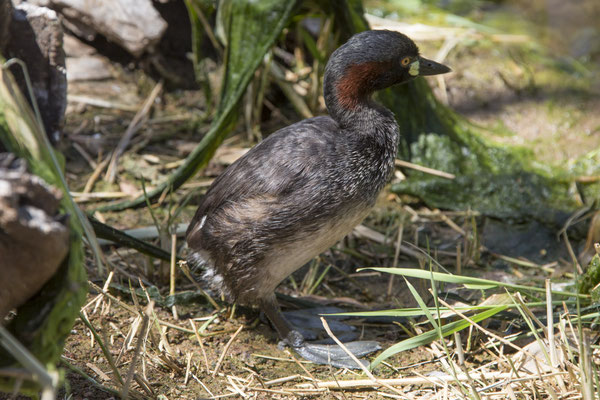 Alice Springs - Dessert park - Australische dodaars - Tachybaptus novaehollandiae