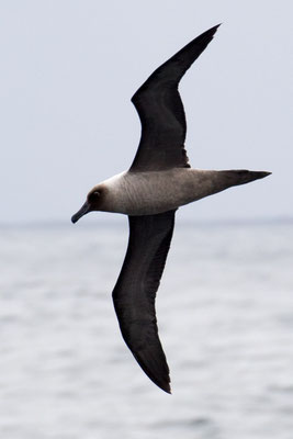 Roetkop albatros