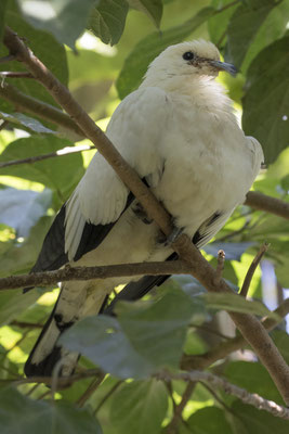 bonte muskaatduif - Ducula bicolor