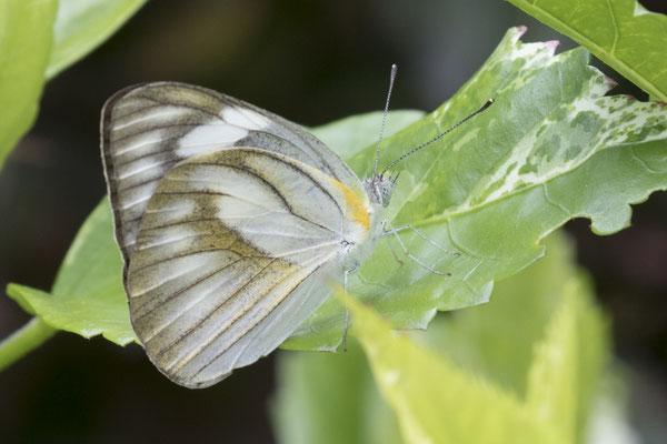 Semarapura Klungkung - gestreepte albatros - Appias libythea
