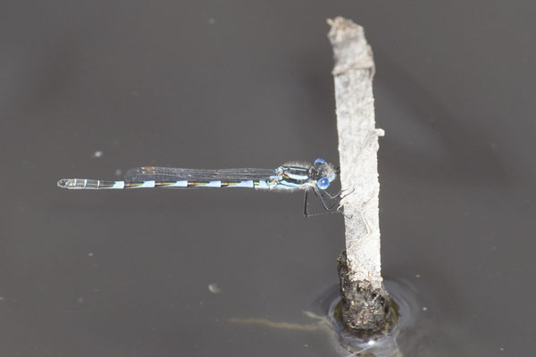 Tower Hill - blauwe pantserjuffer - Austrolestes annulosus