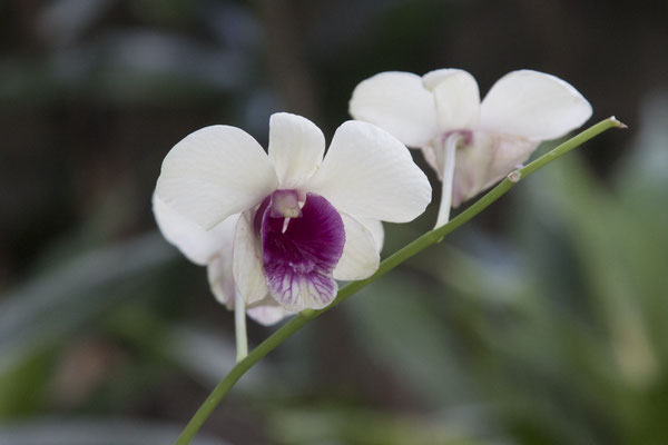 Bogor - orchidee - Dendrobium (sp)