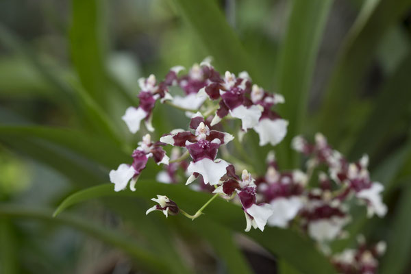 Bogor - orchidee - Oncidium altissimum