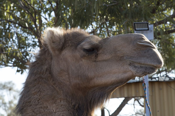 Alice Springs - kameelrit