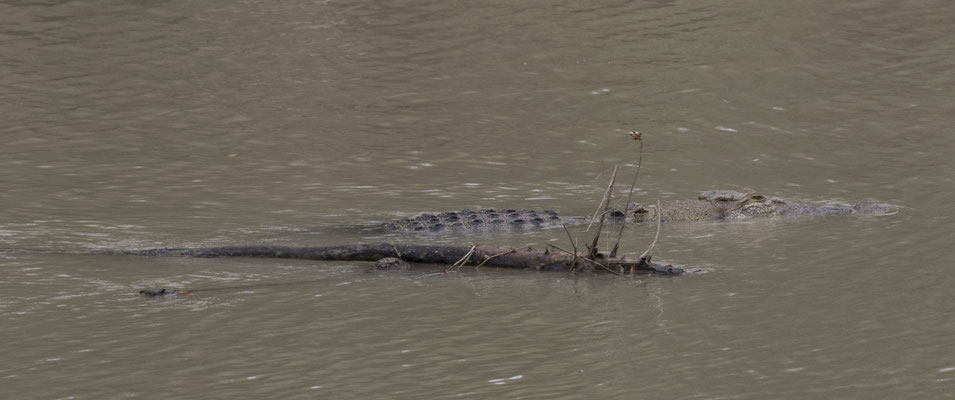Cahills Crossing - zoutwaterkrokodil - Crocodylus porosus