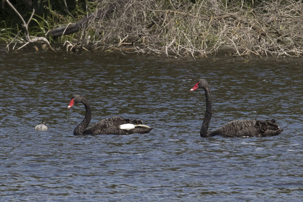 Tower Hill - zwarte zwaan - Cygnus atratus