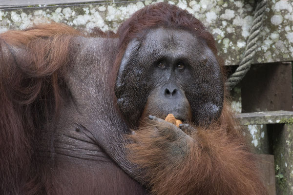 Semenggoh - Borneo orang oetan - Pongo pygmaeus