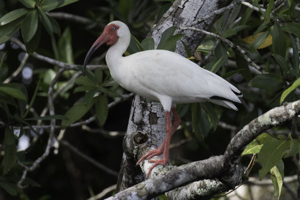 Sierpe - Witte ibis - Eudocimus albus