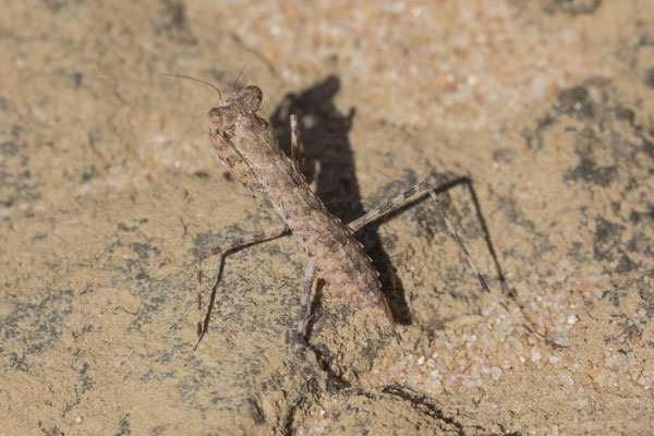 Nitmiluk - bidsprinkhaan